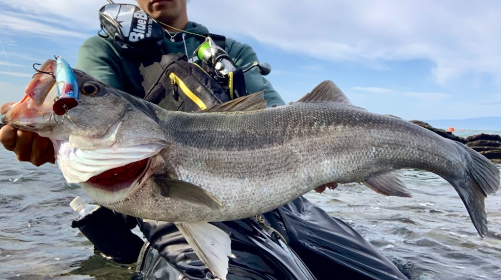 スズキ（シーバス）ってどんな魚？生息地・生態・旬な時期などの特徴を 
