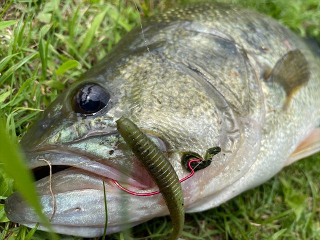 バス釣りワームの種類8選！初心者が知っておきたい選び方とは？ | 釣り 