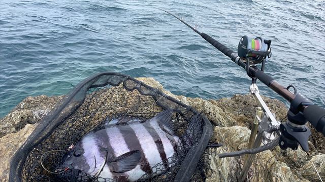 石鯛釣りの仕掛けや釣り方のコツとは？釣れるポイントやおすすめの時期 