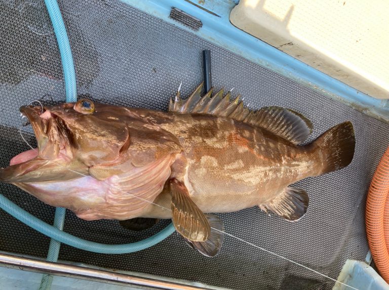 アラ（クエ）》の釣り方とは？おすすめのタックルや仕掛けのコツを 