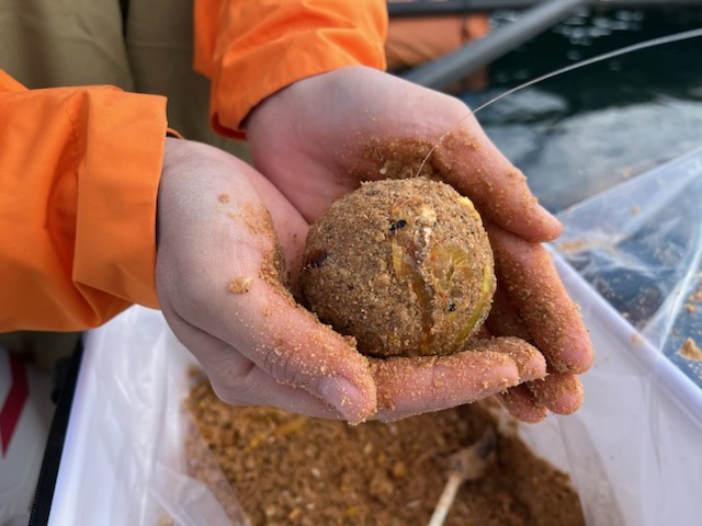 ダゴチン釣りで狙える魚とは？おすすめのエサやタックル、釣り方のコツ 