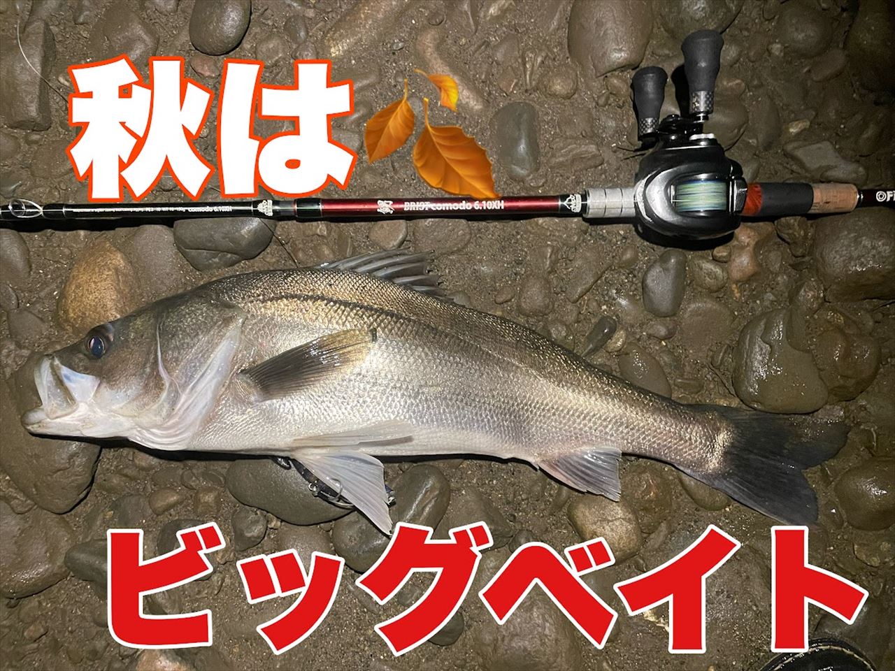 クロヒデのTAKE it EASY！56【ビッグベイトシーバス編】 | 釣具のポイント