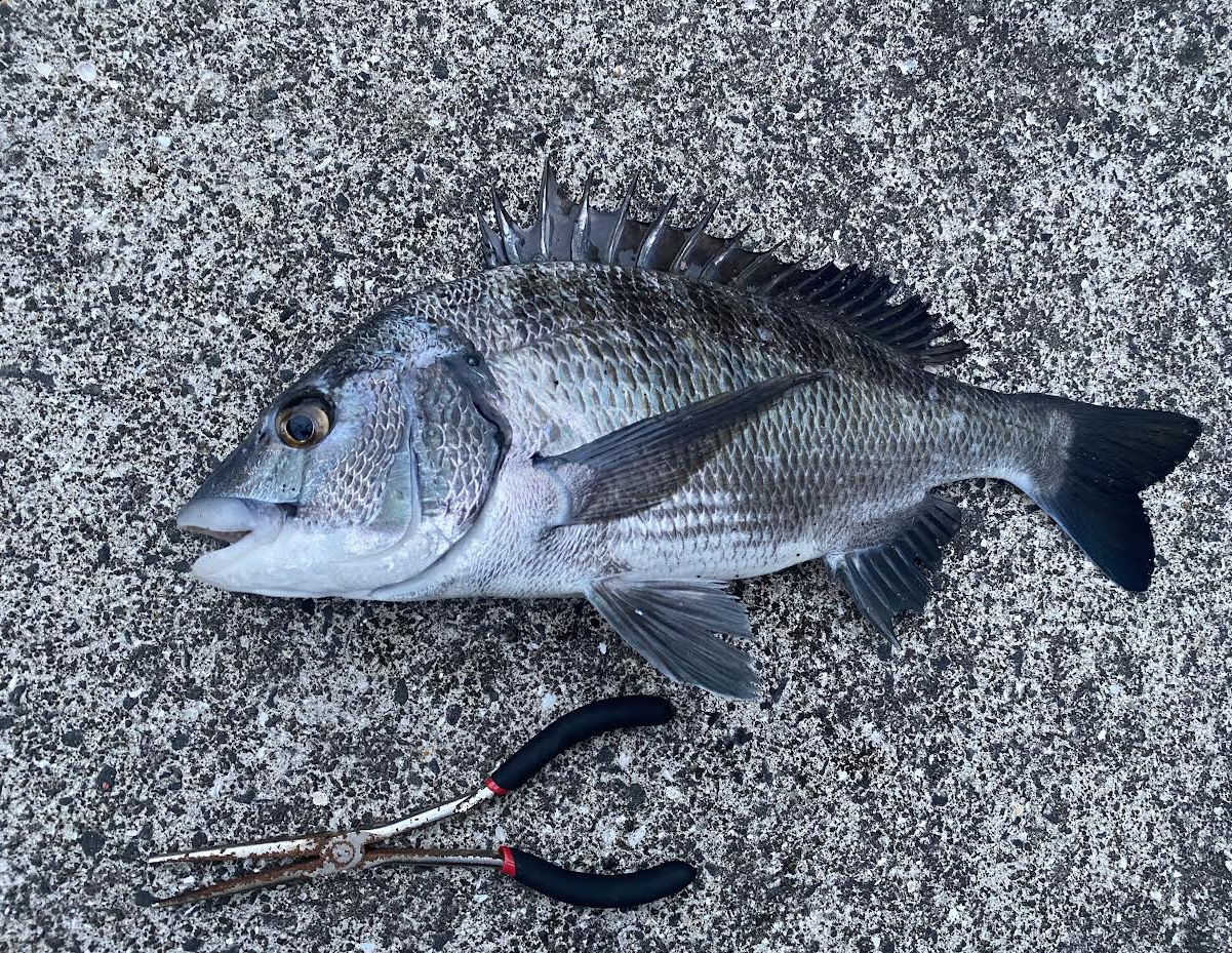 しましまの釣行日記 フカセ釣り編 part13 | 釣具のポイント