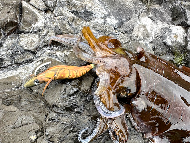 イカ特集】XOOX新作エギ紹介 | 釣具のポイント