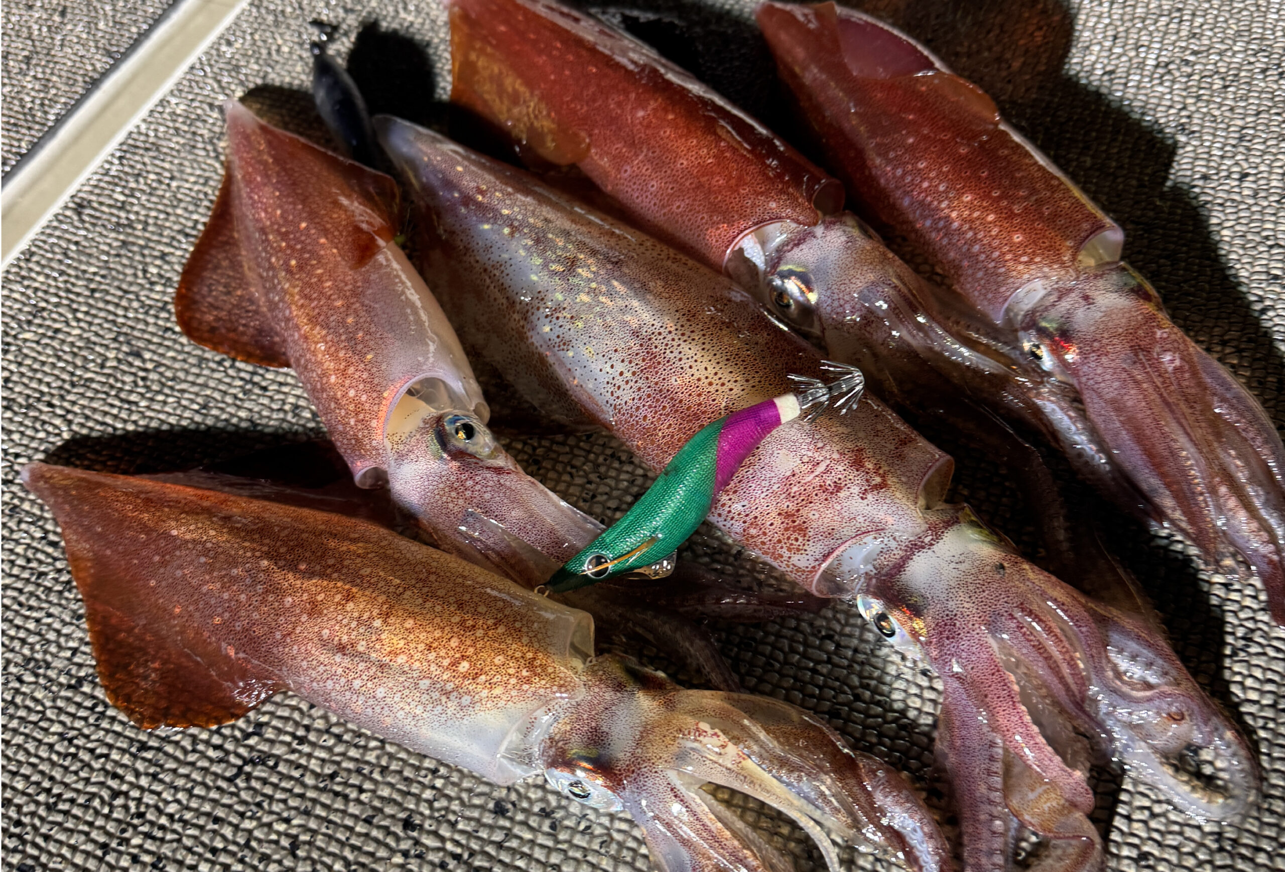 XOOX】船イカ特集！話題の新製品を紹介！ | 釣具のポイント