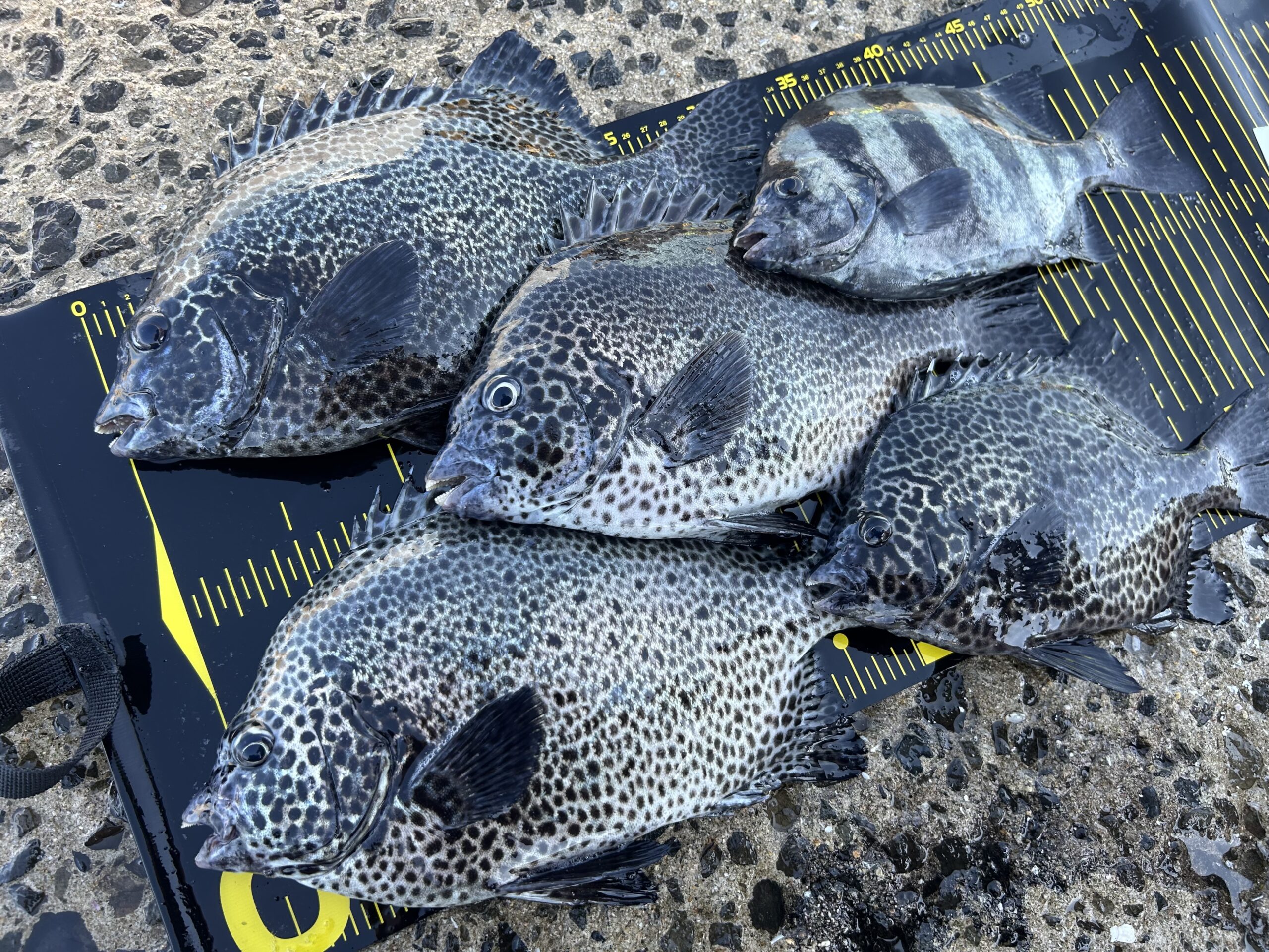 カンタム・スタイル【気軽に大物！ちょい投げで石鯛釣り編】 | 釣具の