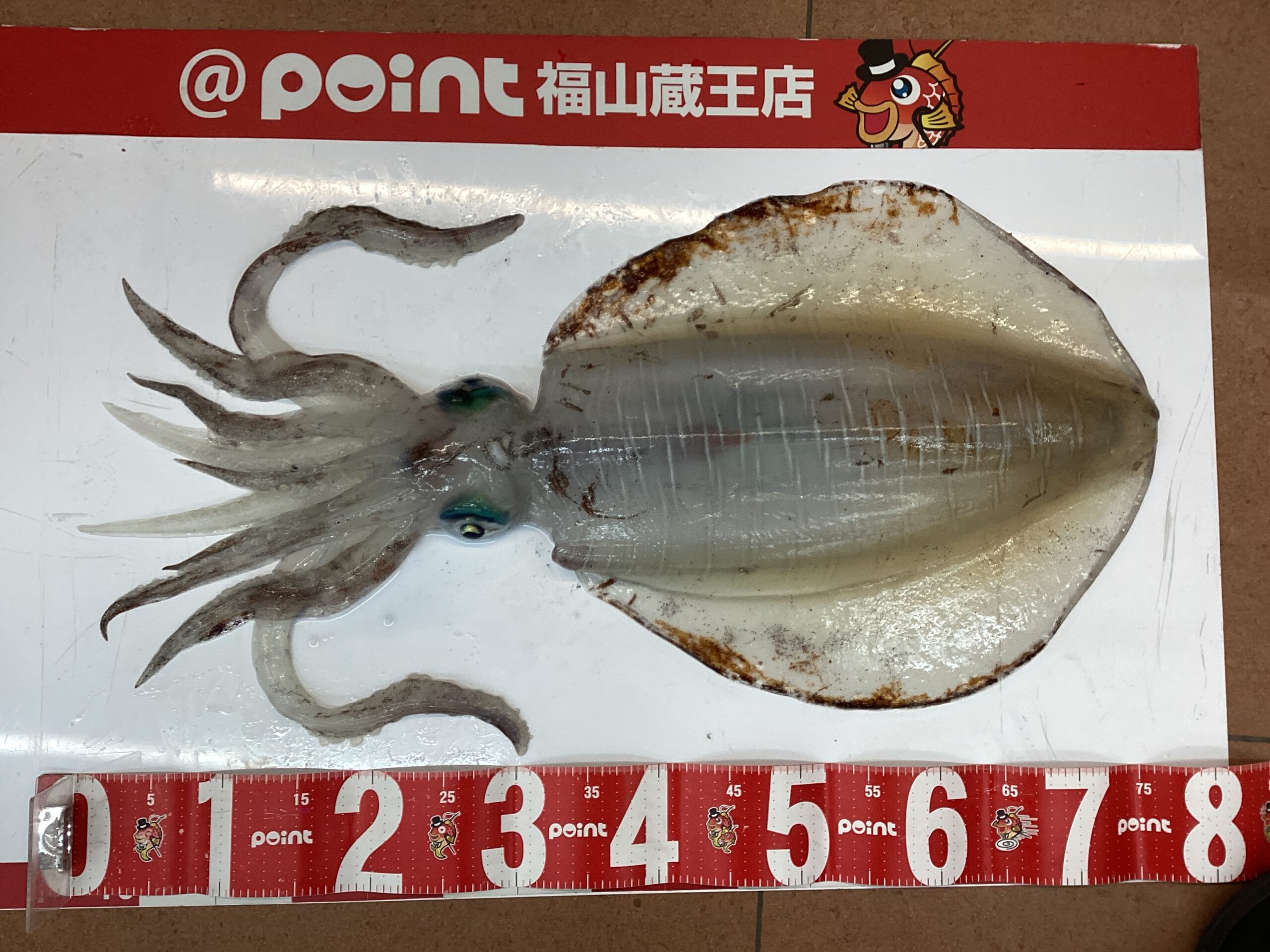 お持ち込み釣果】横島の3キロUP！モンスターアオリイカ | 釣具のポイント