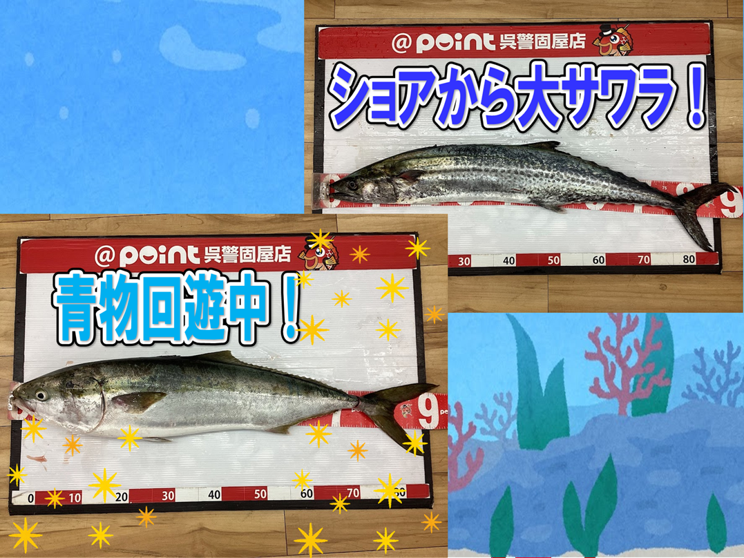 当店近郊にてブリ＆サワラが回遊中！！ | 釣具のポイント
